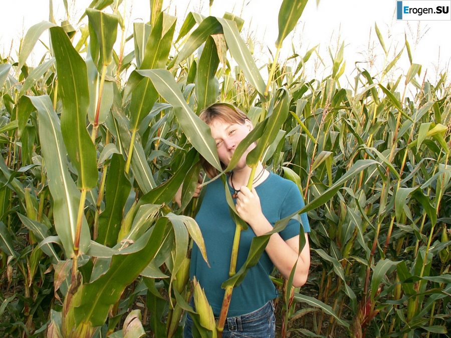 A thin student pleases herself with corn right in the field. Photo 1